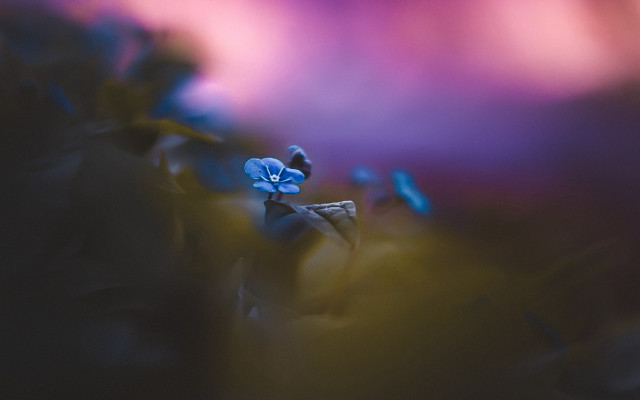 Blue flower purple background microscopic free wallpaper - medium preview image