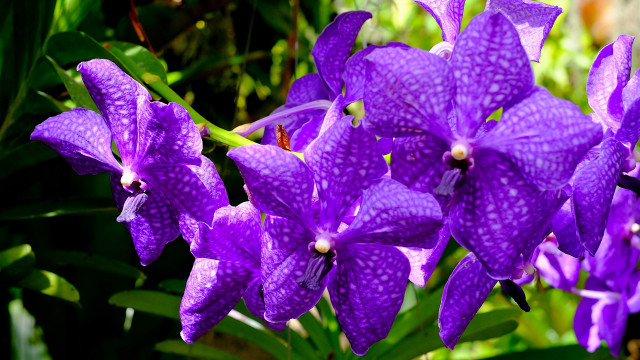 Purple flower butterfly glowing nature free wallpaper - medium preview image
