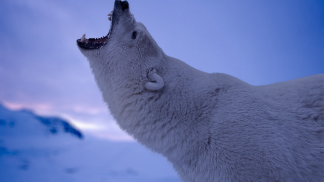 Polar bear mouth open furry free wallpaper - medium preview image