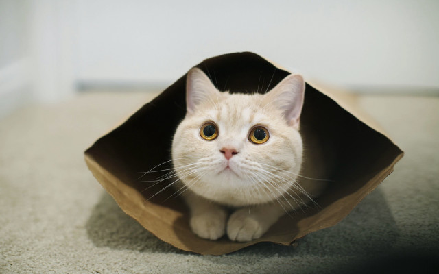 White cat bag beach shadow free wallpaper - medium preview image