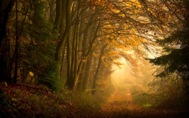 Path woods trees leaves light free wallpaper - medium preview image