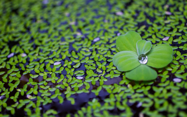 Green leaf waterdrop pond lilies free wallpaper - medium preview image