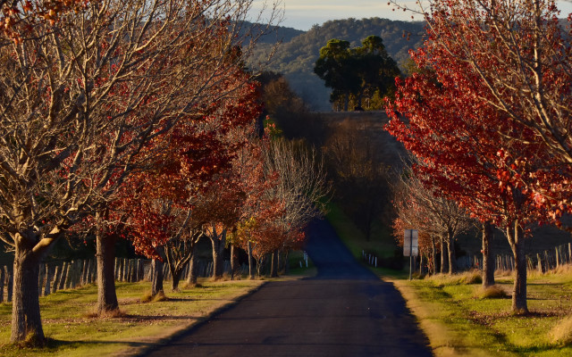 Autumn road trees hill fence free wallpaper - medium preview image