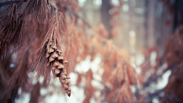 Pinecone branch snow ground trees free wallpaper - medium preview image