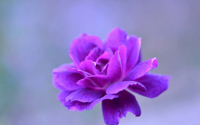 Purple flower blurry background macro free wallpaper - medium preview image
