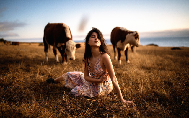 Woman field cows sunny day free wallpaper - medium preview image