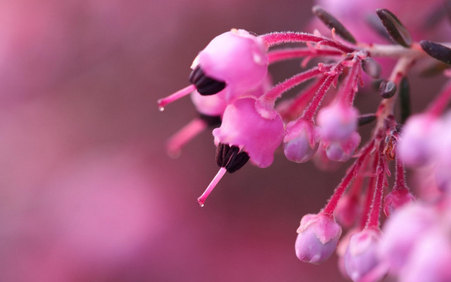 Pink flower macro art blurry free wallpaper - medium preview image