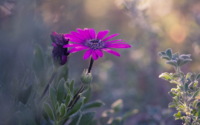 Purple flower field vague background free wallpaper - medium preview image