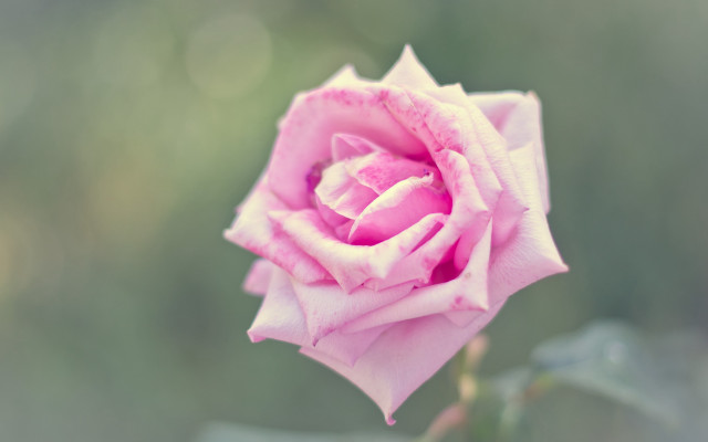 Pink rose blooming macro shallow free wallpaper - medium preview image