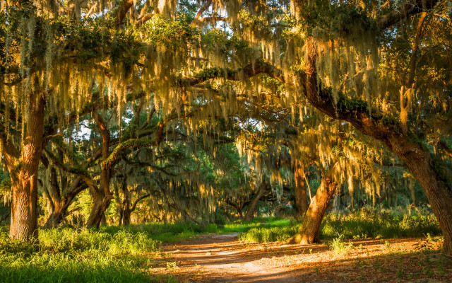 Dirt road mossy trees autumn free wallpaper - medium preview image