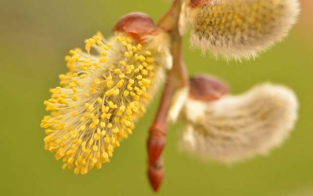 Yellow flower green background macro free wallpaper - medium preview image