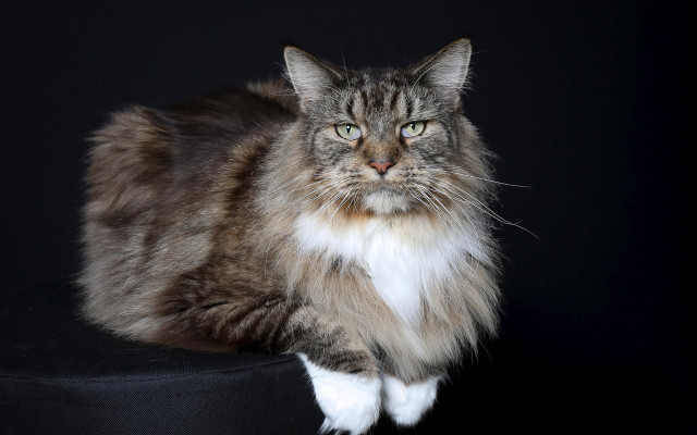 Regal cat black cushion portrait free wallpaper - medium preview image