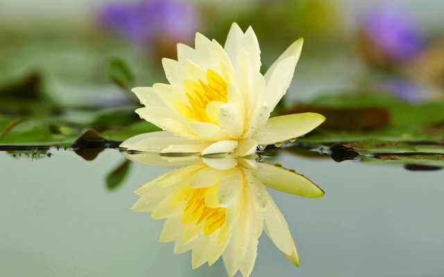 Yellow flower lake green plant free wallpaper - medium preview image