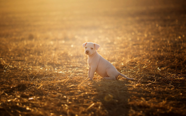 White puppy sunset grass blurry free wallpaper - medium preview image