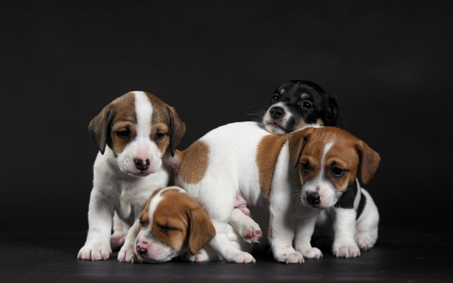 Puppies shiba inu black background free wallpaper - medium preview image