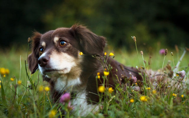 Dog flower field blue eyes free wallpaper - medium preview image