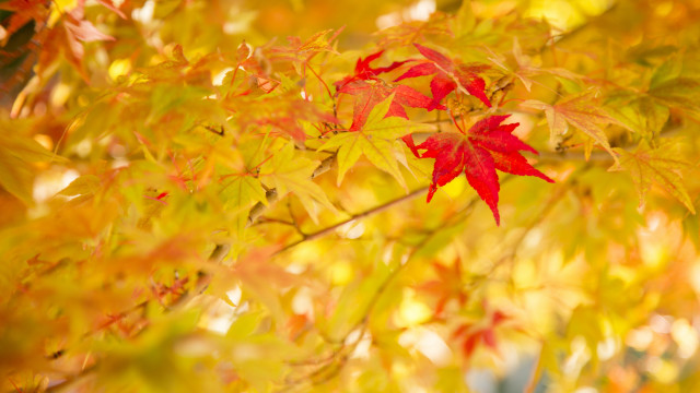 Red leaf autumn blurry background #2 free wallpaper - medium preview image