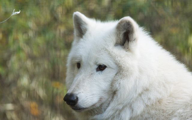 White wolf portrait field grass free wallpaper - medium preview image