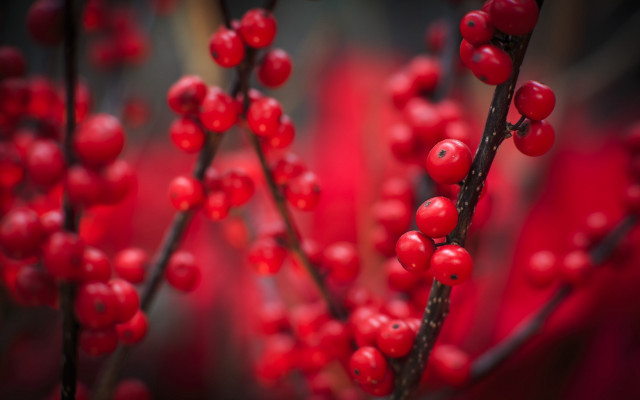 Berry blood cherry red flowers free wallpaper - medium preview image