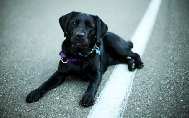 Black dog purple collar road free wallpaper - medium preview image