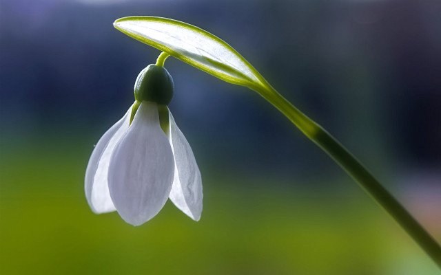 White flower green stem macro #2 free wallpaper - medium preview image