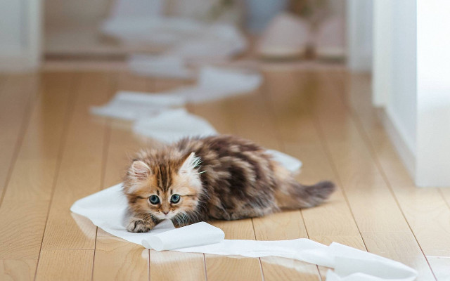 Kitten toilet paper mess 3d free wallpaper - medium preview image
