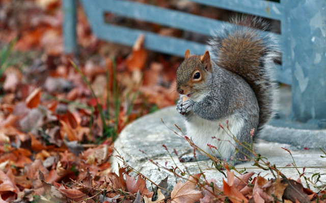 Squirrel rock leaves bench nature free wallpaper - medium preview image