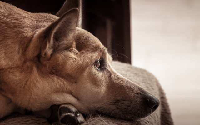 Dog couch resting head looking free wallpaper - medium preview image