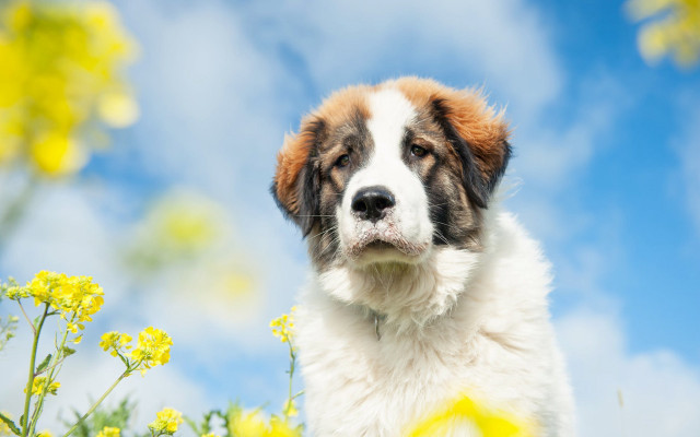 Dog flower field blue sky #2 free wallpaper - medium preview image