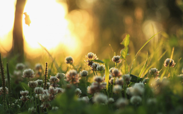 Flower field sun blurry background free wallpaper - medium preview image