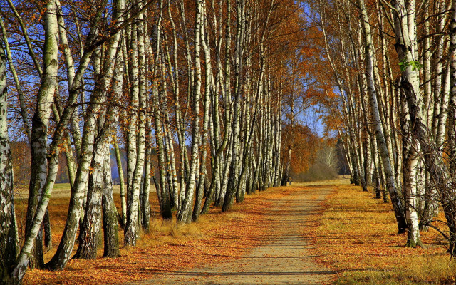 Dirt road trees leaves blue free wallpaper - medium preview image