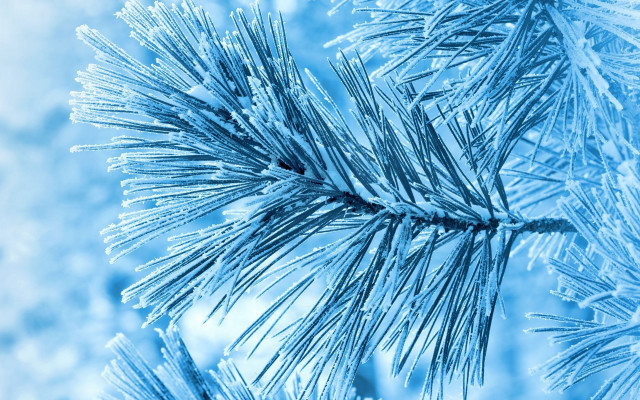 Pine ice snow flakes winter free wallpaper - medium preview image