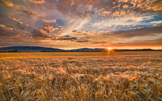 Wheat field sunset mountains dusk free wallpaper - medium preview image