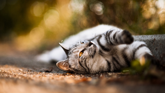 Cat back paws eyes ground free wallpaper - medium preview image