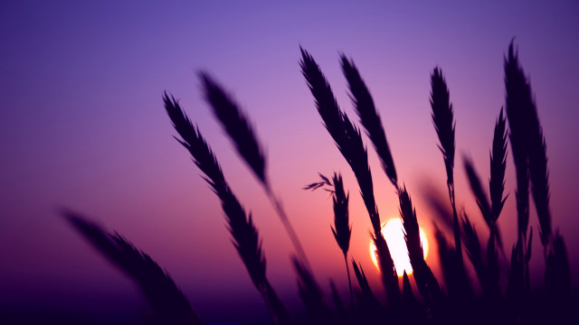 Purple sunset horizon mountain trees free wallpaper for desktop - medium preview image