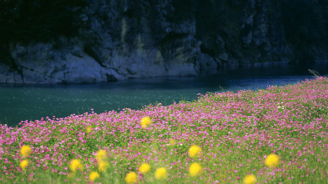 Flower field water cliff sky free wallpaper - medium preview image