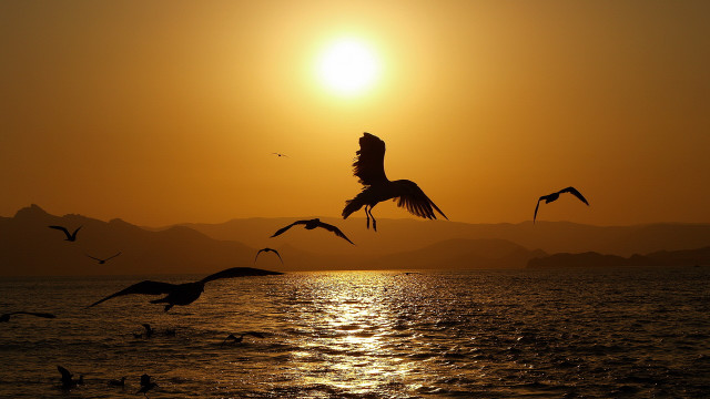 Flock birds flying over water free wallpaper - medium preview image