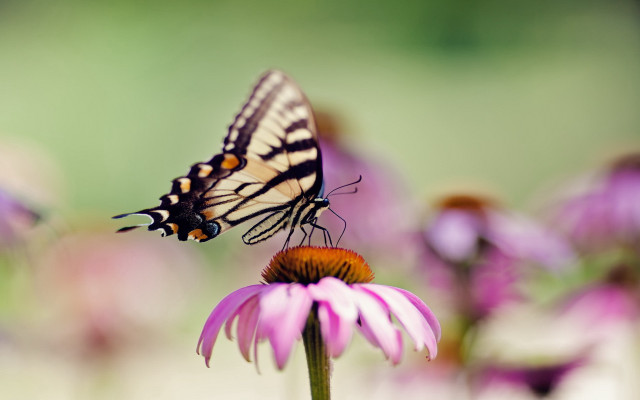 Butterfly flower purple field bokeh free wallpaper - medium preview image