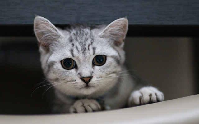 White cat blurry background depthofield free wallpaper - medium preview image