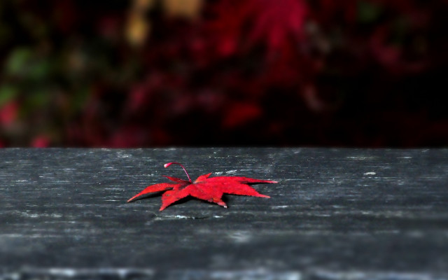 Red leaf wooden surface bokeh free wallpaper - medium preview image