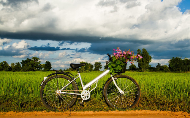 Bicycle flower basket field sky free wallpaper - medium preview image