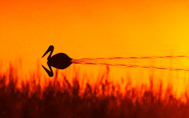 Bird jet sunset autumn fire free wallpaper - medium preview image