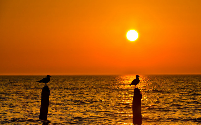 Birds post ocean sunset moon free wallpaper - medium preview image