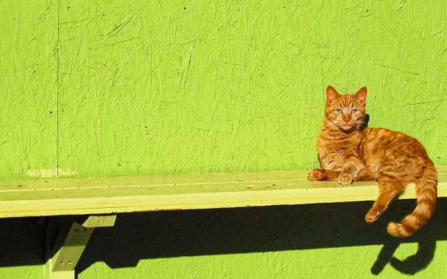 Cat bench green wall shadow free wallpaper - medium preview image