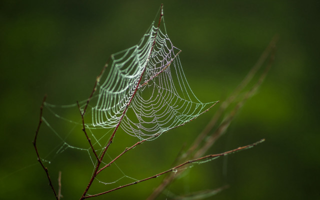 Spider web tree branch rain free wallpaper - medium preview image