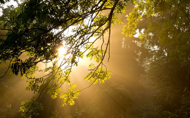 Sunbeam forest autumn leaves nature free wallpaper - medium preview image