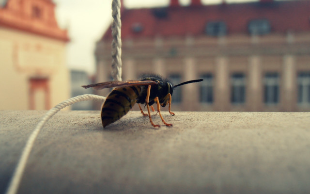 Bee rope building tilt shift free wallpaper - medium preview image