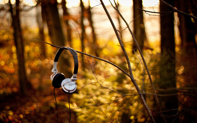 Headphones hanging tree forest autumn free wallpaper - medium preview image