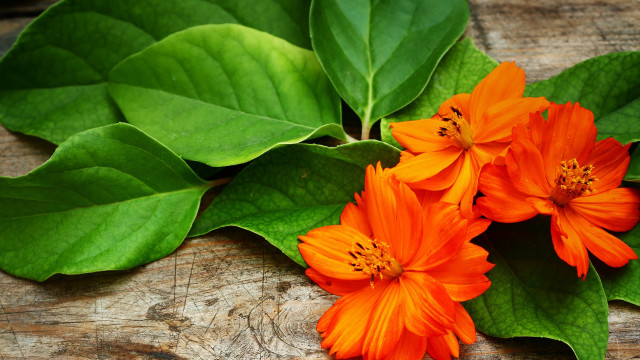 Flower leaf wooden surface closeup free wallpaper - medium preview image