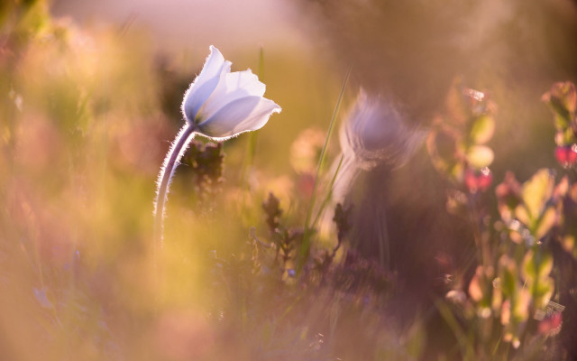 White flower field soft light free wallpaper - medium preview image